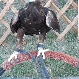 Nádasdy-kastély Nádasdladány - Egyéb