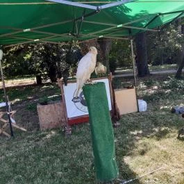 Nádasdy-kastély Nádasdladány - Egyéb