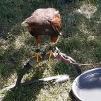 Nádasdy-kastély Nádasdladány - Egyéb