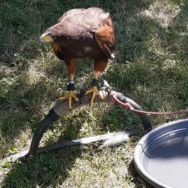 Nádasdy-kastély Nádasdladány - Egyéb