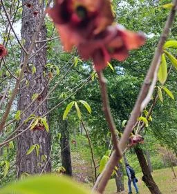 Nyírjesi Fűvészkert & Vadaspark