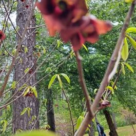 Nyírjesi Fűvészkert & Vadaspark, Balassagyarmat - Egyéb