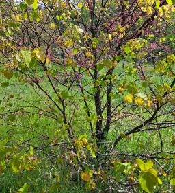 Nyírjesi Fűvészkert & Vadaspark