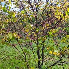 Nyírjesi Fűvészkert & Vadaspark, Balassagyarmat - Egyéb