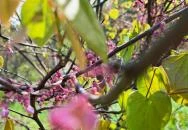 Nyírjesi Fűvészkert & Vadaspark Balassagyarmat