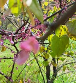 Nyírjesi Fűvészkert & Vadaspark