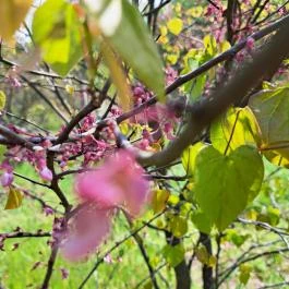 Nyírjesi Fűvészkert & Vadaspark, Balassagyarmat - Egyéb