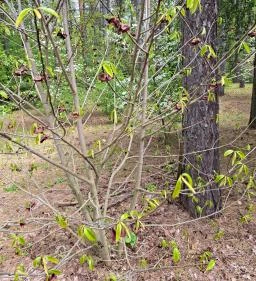 Nyírjesi Fűvészkert & Vadaspark