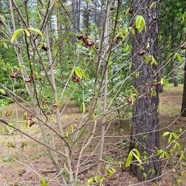 Nyírjesi Fűvészkert & Vadaspark, Balassagyarmat - Egyéb