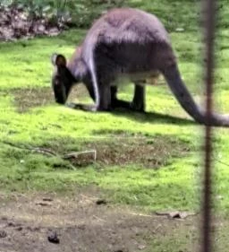 Nyírjesi Fűvészkert & Vadaspark