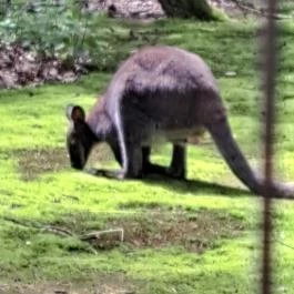 Nyírjesi Fűvészkert & Vadaspark, Balassagyarmat - Egyéb