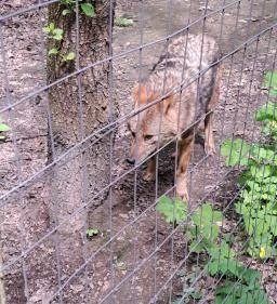 Nyírjesi Fűvészkert & Vadaspark