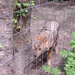 Nyírjesi Fűvészkert & Vadaspark, Balassagyarmat - Egyéb