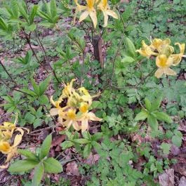 Nyírjesi Fűvészkert & Vadaspark, Balassagyarmat - Egyéb