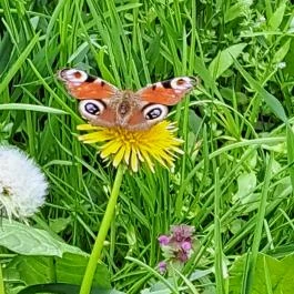 Nyírjesi Fűvészkert & Vadaspark, Balassagyarmat - Egyéb