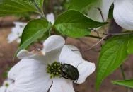 Nyírjesi Fűvészkert & Vadaspark Balassagyarmat