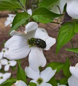 Nyírjesi Fűvészkert & Vadaspark