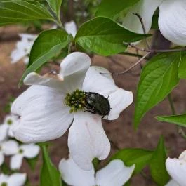 Nyírjesi Fűvészkert & Vadaspark, Balassagyarmat - Egyéb
