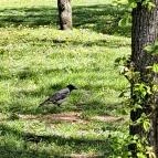 Óhegy park Budapest - Egyéb