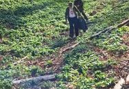 Ördög kövek Várvölgy