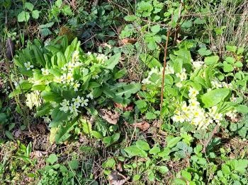 Ördög kövek Várvölgy