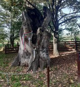 1. legjobb látnivaló: Petőfi fája