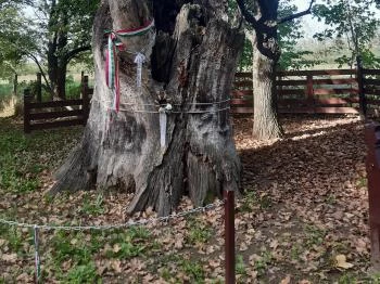 Petőfi fája Szatmárcseke