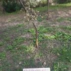 Petőfi fája Szatmárcseke - Külső kép