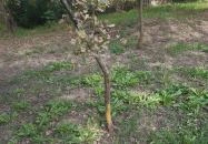 Petőfi fája Szatmárcseke