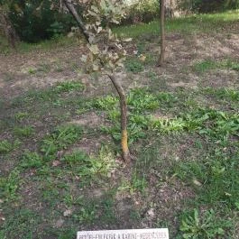 Petőfi fája Szatmárcseke - Külső kép