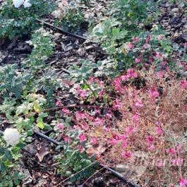 Rózsakert Siófok Siófok - Egyéb