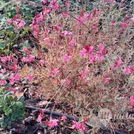 Rózsakert Siófok Siófok - Egyéb