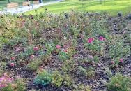 Rózsakert Siófok Siófok