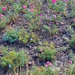 Rózsakert Siófok Siófok - Egyéb