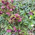 Sarlós Boldogasszony-kegykápolna Máriakálnok - Egyéb