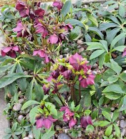 Sarlós Boldogasszony-kegykápolna