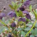 Sarlós Boldogasszony-kegykápolna Máriakálnok - Egyéb