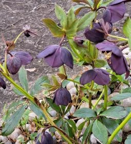 Sarlós Boldogasszony-kegykápolna