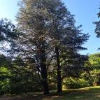 Soroksári Botanikus Kert Budapest - Egyéb