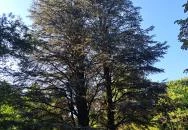 Soroksári Botanikus Kert Budapest