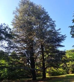 Soroksári Botanikus Kert