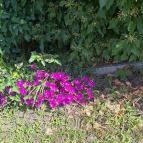 Soroksári Botanikus Kert Budapest - Egyéb