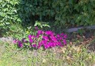 Soroksári Botanikus Kert Budapest