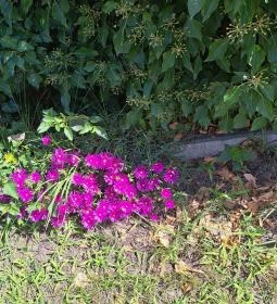 Soroksári Botanikus Kert