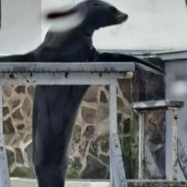 Sóstó Zoo - Nyíregyházi Állatpark, Nyíregyháza - Egyéb