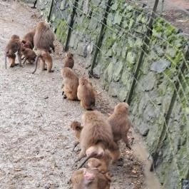 Sóstó Zoo - Nyíregyházi Állatpark, Nyíregyháza - Egyéb