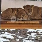 Sóstó Zoo - Nyíregyházi Állatpark Nyíregyháza - Egyéb