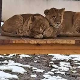 Sóstó Zoo - Nyíregyházi Állatpark, Nyíregyháza - Egyéb