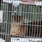 Sóstó Zoo - Nyíregyházi Állatpark Nyíregyháza - Egyéb