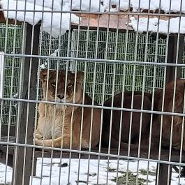 Sóstó Zoo - Nyíregyházi Állatpark, Nyíregyháza - Egyéb